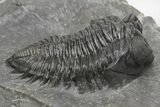Coltraneia Trilobite Fossil - Huge Faceted Eyes #216509-1